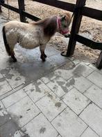 Studbook shetland hengstje(super klein), Dieren en Toebehoren, Pony's, Niet van toepassing, 0 tot 2 jaar, Hengst, A pony (tot 1.17m)