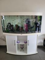 A vendre aquarium +meuble, Animaux & Accessoires, Enlèvement, Utilisé, Aquarium d'eau douce rempli