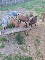 Dwerggeiten, Dieren en Toebehoren, Schapen, Geiten en Varkens, Geit