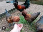 Gezocht kriel Padua met baard, Dieren en Toebehoren, Pluimvee