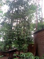 Hulst, Ilex Aquifolium, Tuin en Terras, Ophalen, In pot
