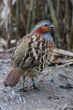 bamboe patrijs, Dieren en Toebehoren, Pluimvee, Meerdere dieren, Overige soorten