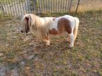 Te koop aangeboden: Bonte mini shetlandpony hengst, Dieren en Toebehoren, Pony's, Gechipt, Hengst, A pony (tot 1.17m), Onbeleerd