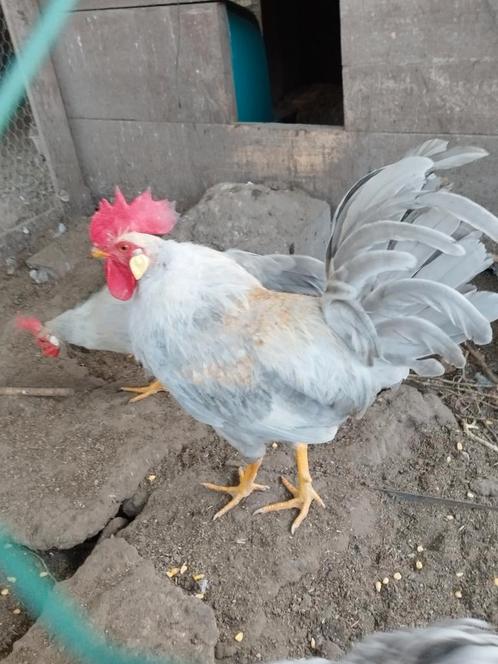 Leghorn Isabel broedeieren, Animaux & Accessoires, Volatiles