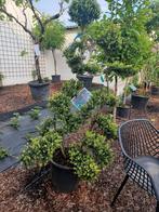 Ilex crenata “Kinme” japanse hulst, Tuin en Terras, Ophalen, Halfschaduw