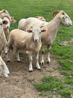 Stamboekschapen - Wiltshire Horn, Dieren en Toebehoren, Overige Dieren, Meerdere dieren