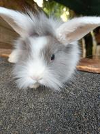 Lapin nain Lionhead, Animaux & Accessoires, Femelle, Petit, 0 à 2 ans