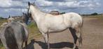 pony, Dieren en Toebehoren, Pony's, B, Springpony, 3 tot 6 jaar, C pony (1.27m tot 1.37m)