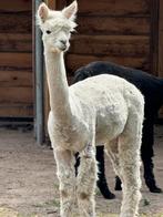 Alpaca hengst, Dieren en Toebehoren, Overige Dieren, Mannelijk
