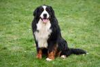 Étalon Bouvier Bernois (Pédigrée FCI), Animaux & Accessoires, 3 à 5 ans, Chien (mâle), Belgique, Éleveur | Professionnel
