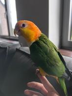 Witbuik caique 10maanden, Animaux & Accessoires, Oiseaux | Perruches & Perroquets, Domestique